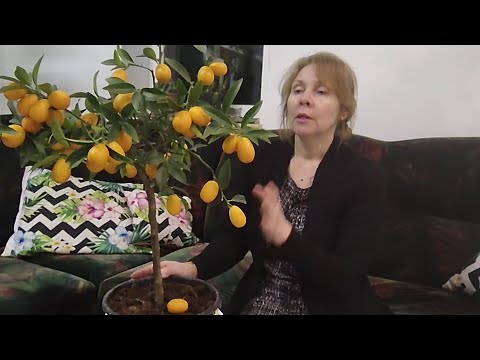 Видео: Собираю урожай кумквата.  Уход за ним.