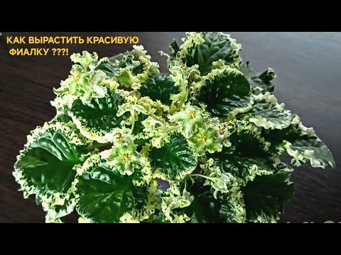 Видео: КАК ВЫРАСТИТЬ ШИКАРНУЮ ФИАЛКУ !!!