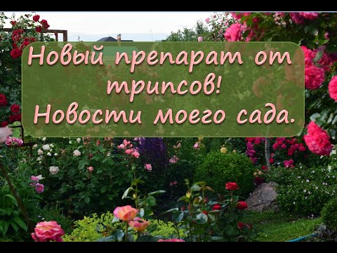 Видео: Новый препарат от трипсов!  Новости из моего сада.