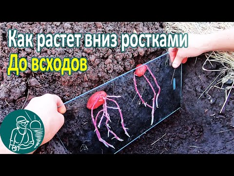 Видео: Что происходит с картофелем посаженным вниз ростками до всходов 🥔 Картошка в земле 🔍 Опыт Гордеевых