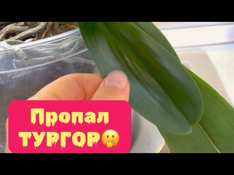 Видео: ПОЧЕМУ ПЕРЕСАЖИВАЮ ОРХИДЕЮ? Новая Орхидея с АРОМАТОМ КОКОСА