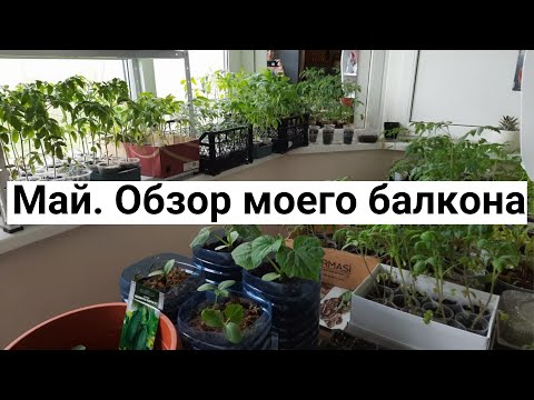 Видео: Мой огород на балконе. Выращиваю помидоры, огурцы, землянику, перец.