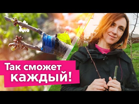 Видео: КАК СДЕЛАТЬ ПРИВИВКУ ПЛОДОВЫХ ВЕСНОЙ? Получится даже у новичка! Простой способ прививки деревьев