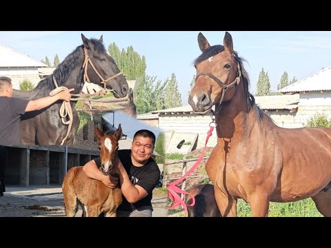 Видео: Шум Балада Күчтүү Сүтүү Чон Бээлер😱