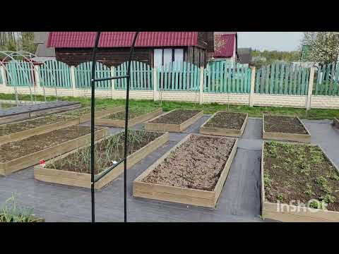 Видео: ДАЧА#18. ВСЕ ЗАРОСЛО ТРАВОЙ.ПОДВЯЗКА ПЕКИНКИ.ПЕРЦЫ В ТЕПЛИЦЕ