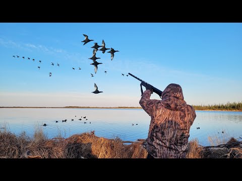 Видео: ОХОТА НА ТУРПАНА ВСЕ СЕРИИ. КОЛЫМА 2023. HUNTING FOR VELVET SCOTER IN SIBERIA. KOLYMA. ALL SERIES