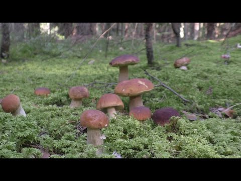 Видео: Забрались в лес В ЗАПРЕТНУЮ ЗОНУ нашли БЕЛЫЕ ГРИБЫ и ПОВСТРЕЧАЛИ ОХРАНУ!