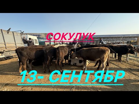 Видео: Сут эмги музоолор торпоктор бука кунажындар сокулук мал базары