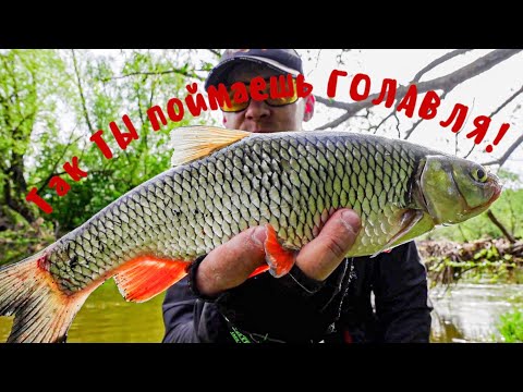 Видео: Так ТЫ поймаешь ГОЛАВЛЯ! Это супер ПРИМАНКА!