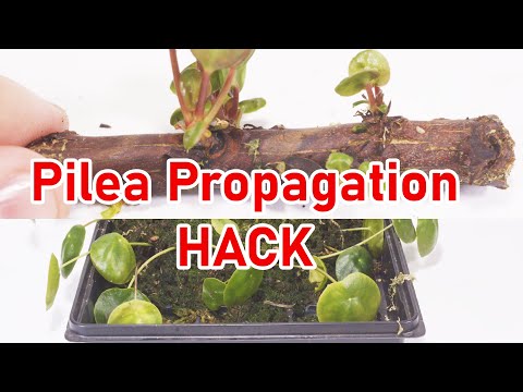 Видео: Эксперимент по размножению и возрождению Pilea Peperomioides 2