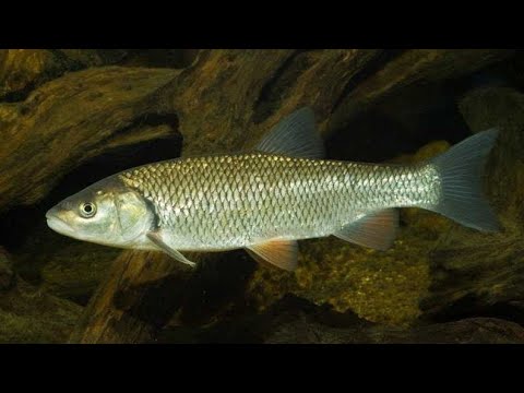 Видео: Реальная рыбалка 2. Елец