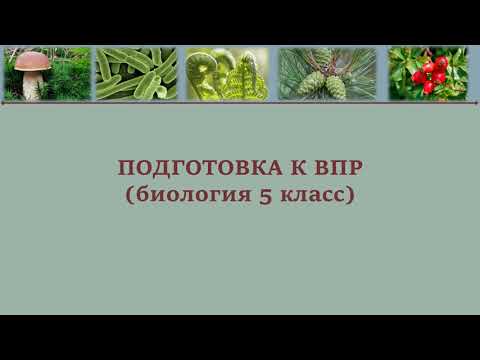 Видео: ВПР  биология № 8 (5 класс)