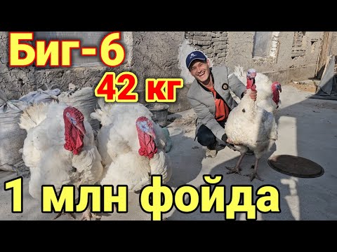 Видео: Биг-6 Индюк жужалари сотилади эплаганга Яхши бизнес