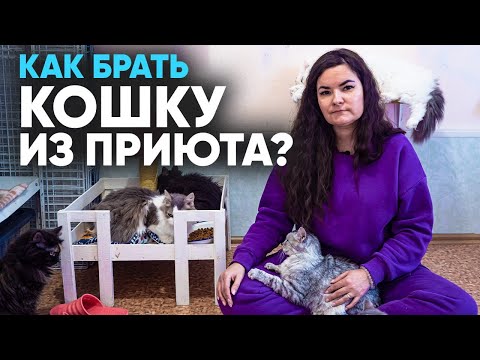 Видео: Как взять кошку из приюта? Что нужно знать ? Планы нашего приюта ЛИС