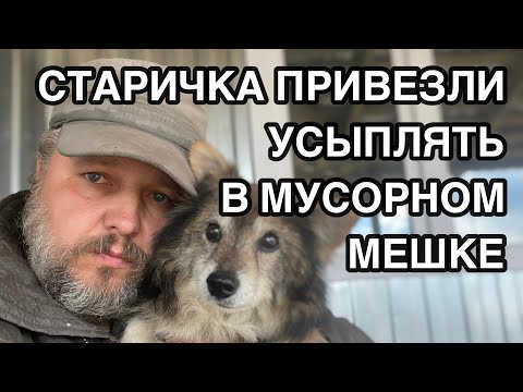 Видео: Спасение животных/ Собачку привезли усыплять в приют для бездомных животных в мусорном мешке