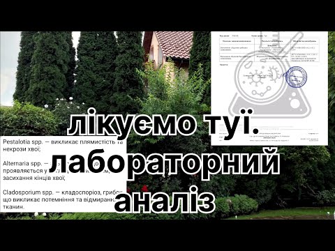 Видео: Лікування туй. Лабораторний аналіз. Песталоція. Кладоспоріоз. Альтернаріоз.