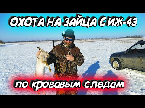 Видео: ОХОТА НА ЗАЙЦА. ЕСТЬ ПОПАДАНИЕ ! ЗАЙЦЫ В БРОНЕ. ОХОТА 2020. ТРОПИМ КРОВАВЫЙ СЛЕД. ОХОТА С ИЖ-43.