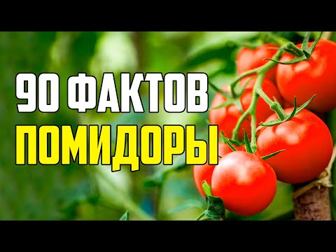 Видео: 90 ИНТЕРЕСНЫХ ФАКТОВ О ПОМИДОРАХ