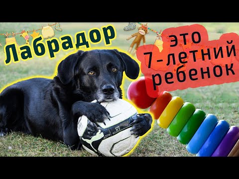 Видео: Лабрадор-ретривер: всё, что нужно знать об этой породе