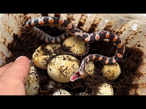 Видео: ЗМЕЯ ТОЛЬКО ВЫЛУПИЛАСЬ, А УЖЕ НАПАДАЕТ / Лягушки охотятся на сверчков