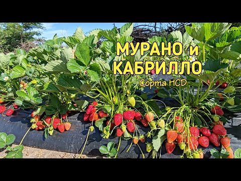 Видео: 🍓Мурано и Кабрилло🍓 ОТЛИЧНИКИ👍 11.05.24. Ставрополь.