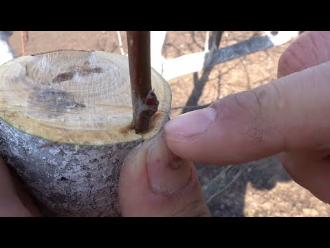 Видео: Весняна прищепа яблуні. Як і коли це робити.