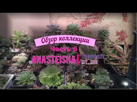 Видео: Обзор коллекции суккулентов (часть 6).