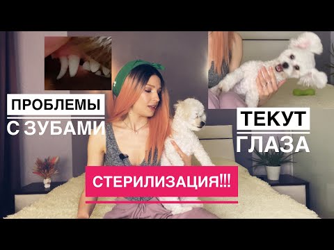 Видео: Бишон Фризе|| Что поменялось к ГОДИКУ