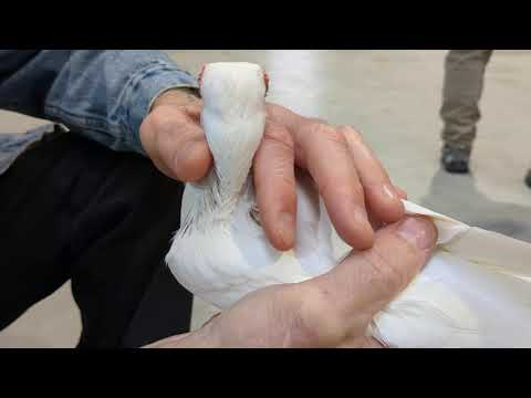 Видео: Очень редкая порода голубей + подробная информация от голубевода. #голуби #tauben #pigeons #germania