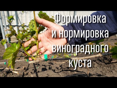 Видео: Как правильно сформировать куст винограда. Нормировка куста побегами