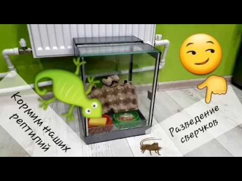 Видео: РАЗВЕДЕНИЕ СВЕРЧКОВ / КОРМИМ РЕПТИЛИЙ.