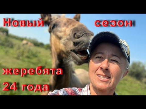 Видео: Проект "Русская серебриста" Жеребята 2024 года