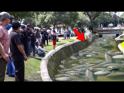 Видео: Невероятные Моменты, Снятые на Камеру