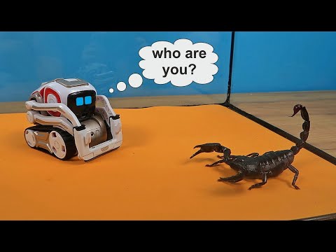 Видео: Робот Anki Cozmo напал на Скорпиона и чуть его не раздавил!