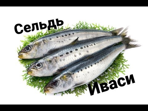 Видео: Сельдь иваси