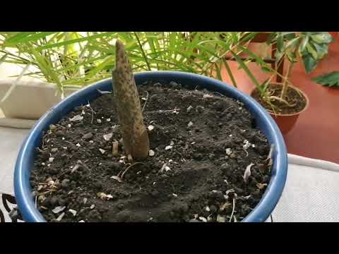 Видео: Удивительное цветение Аморфофаллуса, 19.01.2024г.