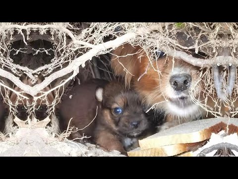 Видео: Из холодной речной норы в теплый постоянный дом. Нерушимая любовь мамы Доры и ее щенка Финна!