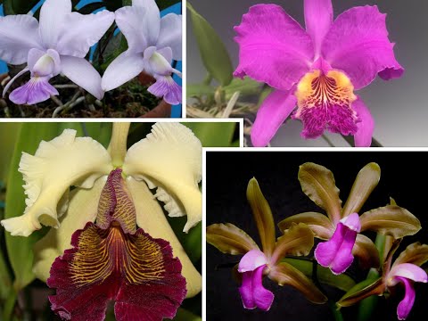 Видео: Природные каттлеи - 1