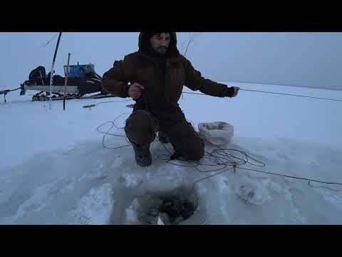 Видео: Установка перемёта. Налим берегись, мы идём!