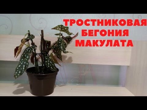 Видео: Тросниковая бегония Макулата.