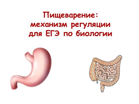 Видео: Пищеварение: механизм регуляции для ЕГЭ по биологии