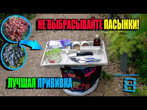 Видео: СУПЕР ПРИВИВКА ВИНОГРАДА - ПАСЫНКОМ 100% РЕЗУЛЬТАТ НА УДАЧНОМ ПЕНЬКЕ. СЕВЕРНЫЙ ВИНОГРАДНИК 23-24