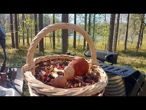 Видео: Собираем грибы на обед в тайге