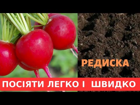 Видео: ШВИДКО РЕДИСКА ЗІЙДЕ,ЯКЩО ТАК ЗРОБИТЕ‼️
