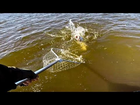 Видео: ЦЯ МАМАНЯ МАЄ ЖИТИ, ТРОФЕЙ за ТРОФЕЄМ, Рибалка в кайф, Судак і Окунь