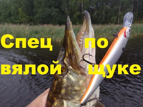 Видео: Спец по вялой щуке. Обзор воблера  Kosadaka Shinner XS.