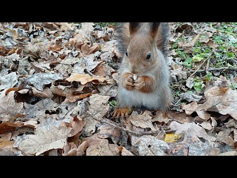 Видео: Нападения Птиц На Белочку😡😱/🐿️Очень Хотела По кушать #shortvideo #shorts #squirrel #sun #reels #rek 