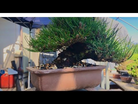 Видео: Представляем два очень ценных бонсай Микава Куромацу, которые можно сразу использовать для