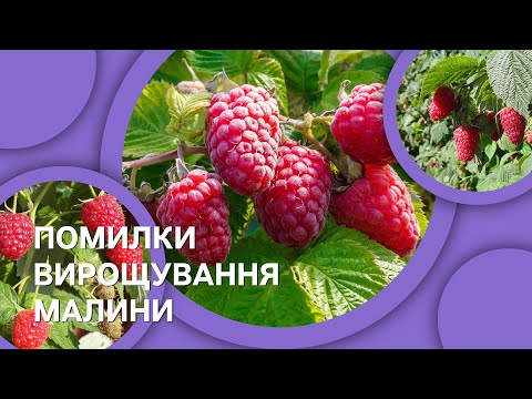 Видео: Помилки вирощування малини