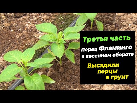 Видео: Третья часть. Высадили перцы в грунт. Перец Фламинго в весеннем обороте (23.03.2021)